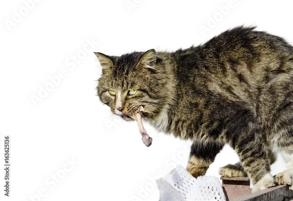 Fototapeta Food for animals. The cat took the chicken bone. Predator, hunter cat.