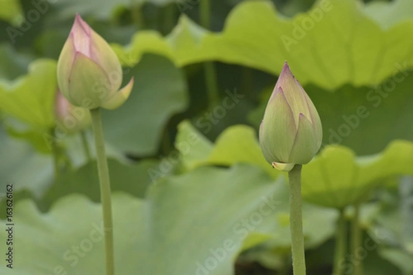 Obraz 蓮の蕾