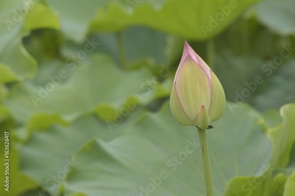 Obraz 蓮の蕾