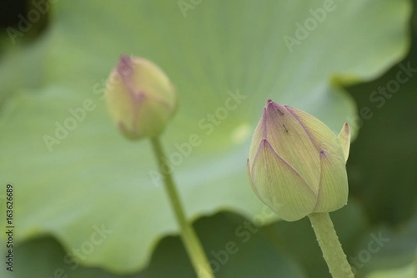 Obraz 蓮の蕾
