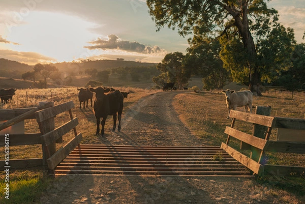 Fototapeta Cows standing along rural driveway looking across cattle grid at sunrise