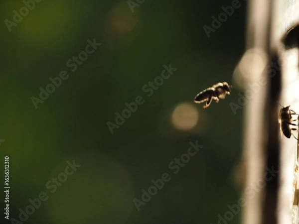 Obraz bees flying macro photo
