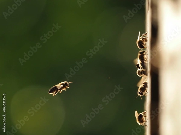 Fototapeta Bees at the hive at sunset, real photo not AI