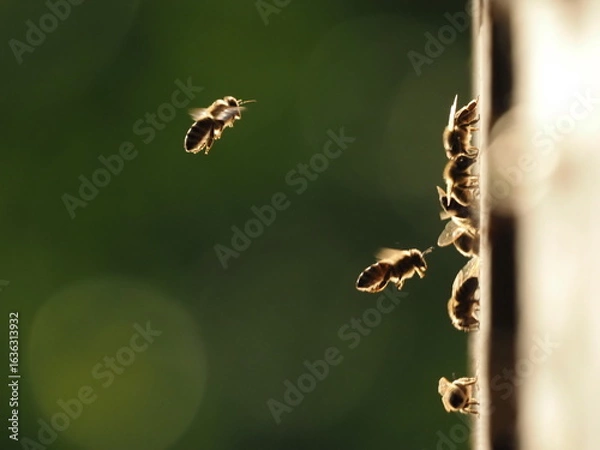 Fototapeta Bees at the hive at sunset, real photo not AI