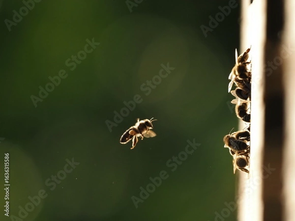 Fototapeta Bees at the hive at sunset, real photo not AI