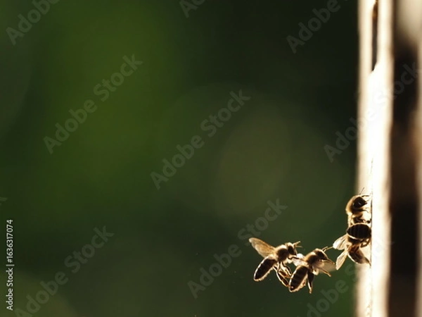 Fototapeta Bees at the hive at sunset, real photo not AI