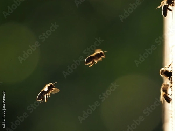 Fototapeta Bees at the hive at sunset, real photo not AI