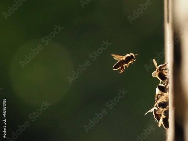 Fototapeta Bees at the hive at sunset, real photo not AI