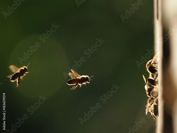 Fototapeta Macro of Bees Flying Into Beehive in Backlight – Real Nature Photography