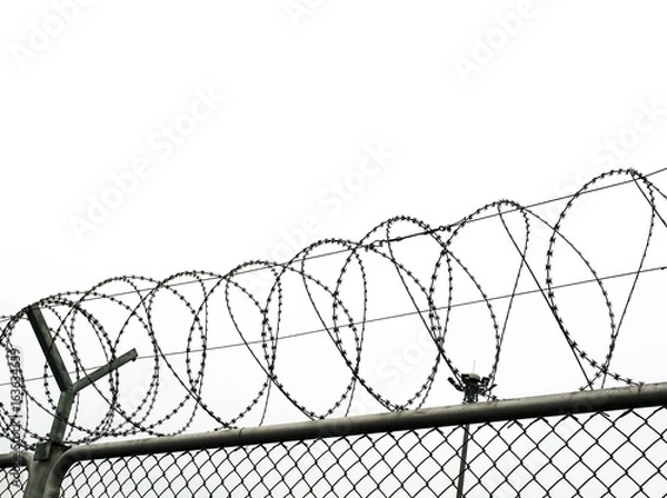 Fototapeta Freedom concept using : Symbol of  Barbed wire wall is symbol of freedom, white background. Copy space