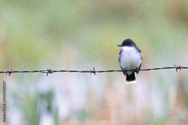 Obraz Eastern Kingbird