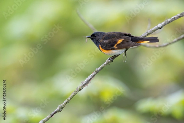 Obraz American Redstart