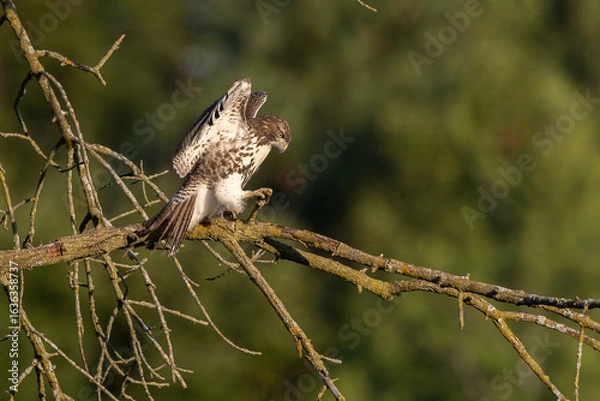 Obraz Red-tailed Hawk