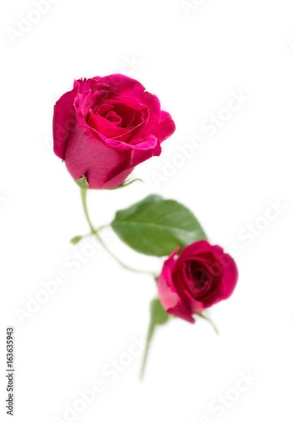 Fototapeta Pink rose with leaves isolated on white background for valentine's day or romantic event.(selective focus)