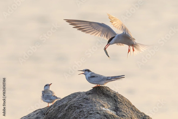 Obraz Common Tern