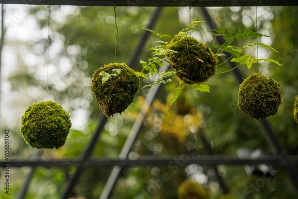 Obraz Three moss balls hang suspended in a greenhouse, framed by a metal grid. Lush greenery surrounds the moss spheres.