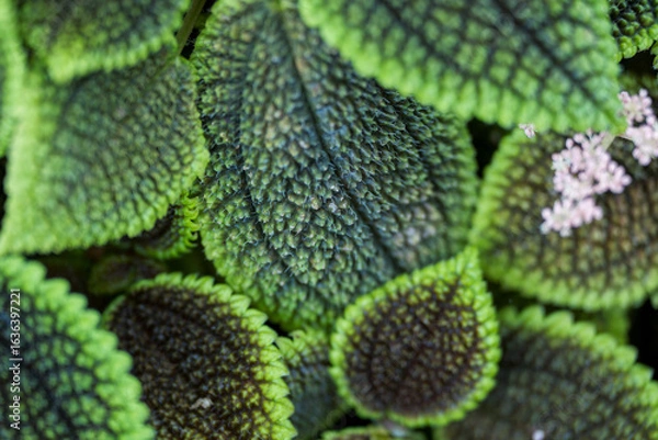 Obraz Close-up of Caladium leaves with intricate dark patterns and small white flowers.