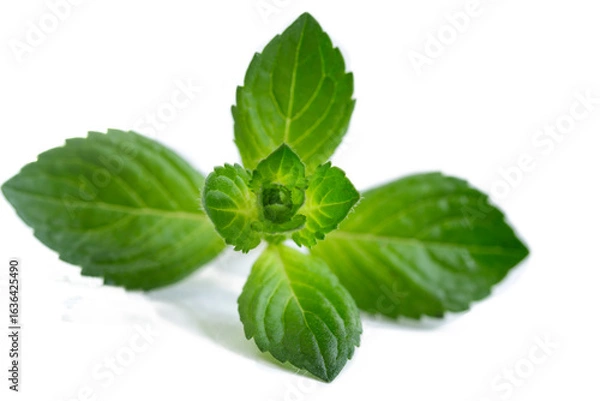 Fototapeta Fresh mint leaves on a white background