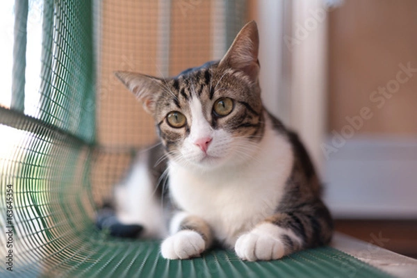 Fototapeta Big Eyes Cat Portrait on plastic net closed terrace in a sunny day, Protection network falling