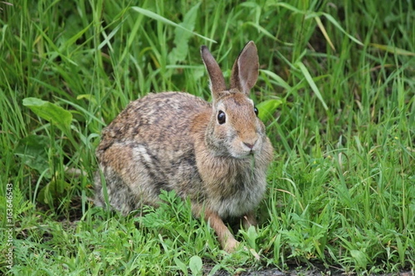 Obraz Eastern Cottontail rabbit (Sylvilagus floridanus) in the lush grass beside an old country road.   

