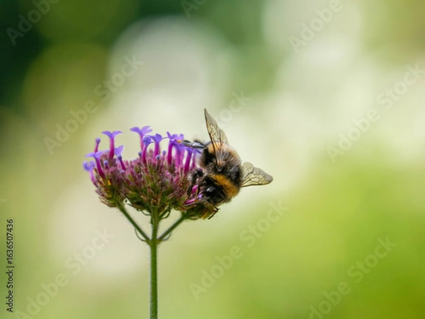 Obraz bumblebee looking for pollen on a blooming flower