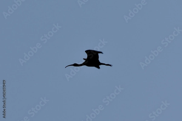 Obraz crow in flight