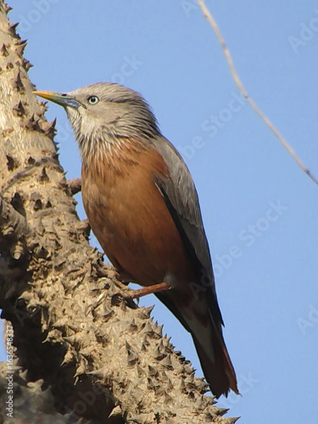 Obraz Chestnut Tailed Starling