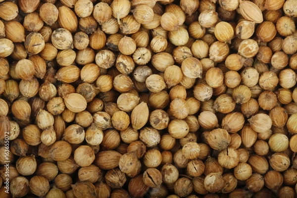 Fototapeta coriander background