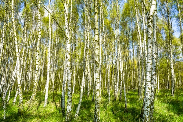 Fototapeta Birkenwald
