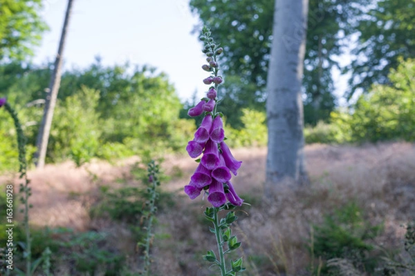 Obraz Purple foxglove in forest