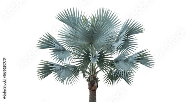 Obraz Silver bismarckia palm tree isolated on transparent background