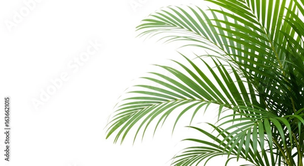 Fototapeta Green areca palm leaves isolated on transparent background in a corner view