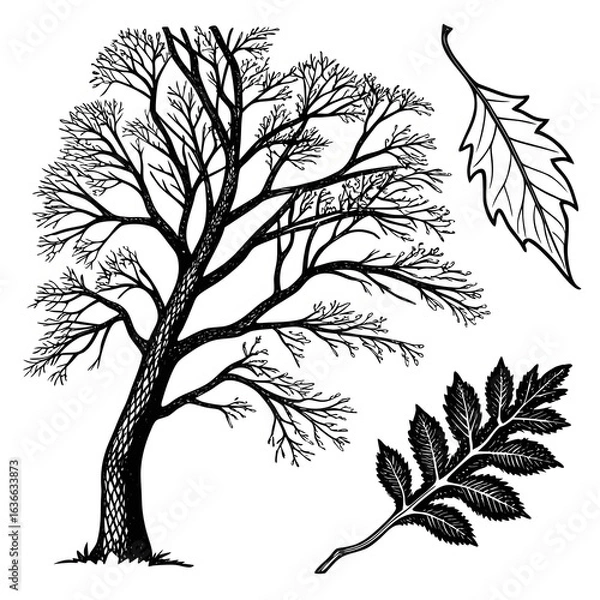 Obraz vector tree silhouette