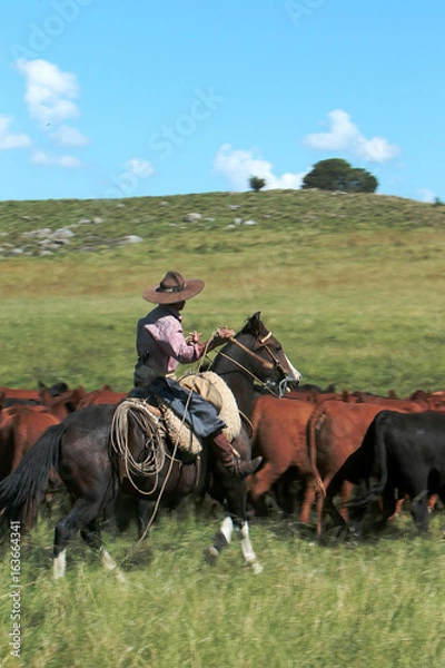 Fototapeta Fazenda de gado