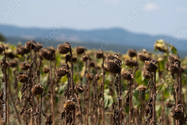 Fototapeta Field of dried sunflowers damaged by drought, with withered stems and wilted flower heads under a hot summer sky