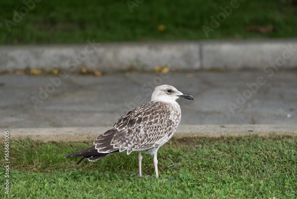 Fototapeta Seagull standing on green grass in a natural outdoor setting, with soft sunlight highlighting its feathers.