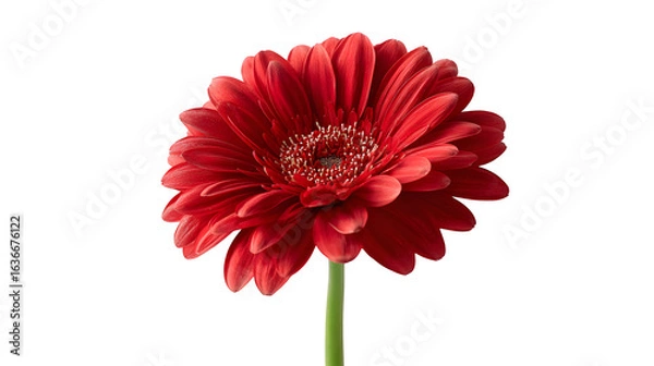 Fototapeta Red gerbera daisy flower with green stem on a white background
