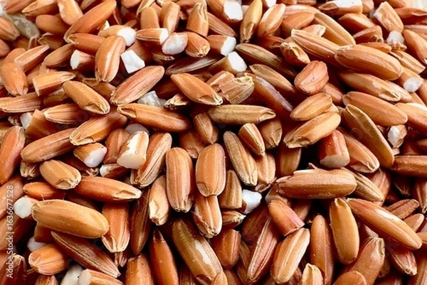 Fototapeta Brown rice grains with the outer husk partially removed, the rice grains are a dark reddish brown in color, some grains have small cracks or chips, revealing the white starch inside.