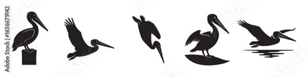 Fototapeta Brown Pelican Silhouette Bundle with Perched, Flying, Diving, Standing, and Gliding Poses Vector Images on White Background
