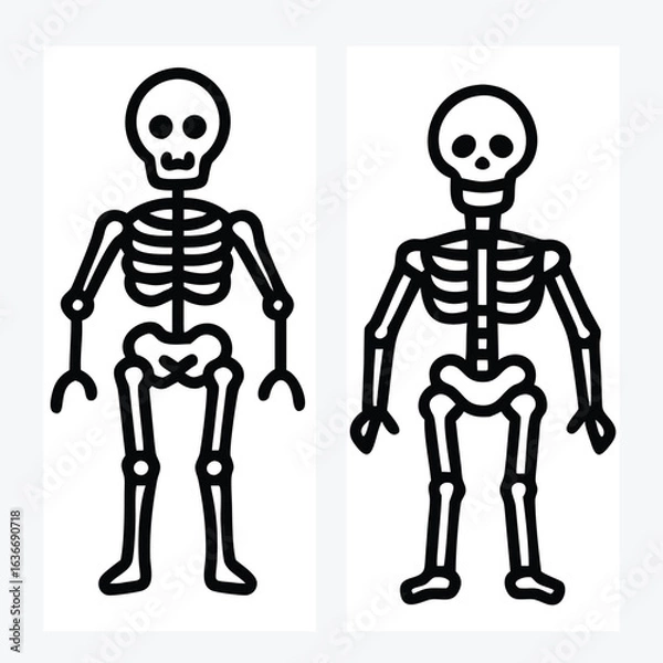 Obraz skeleton full body vector art illustration