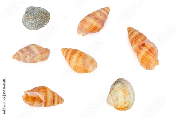 Fototapeta Seashells  isolated on white background. top view