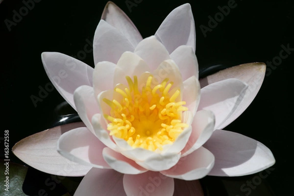 Obraz Seerose rosa 4