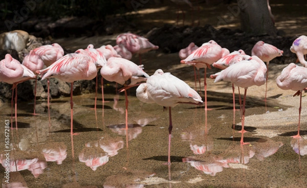 Obraz sleeping flamingos
