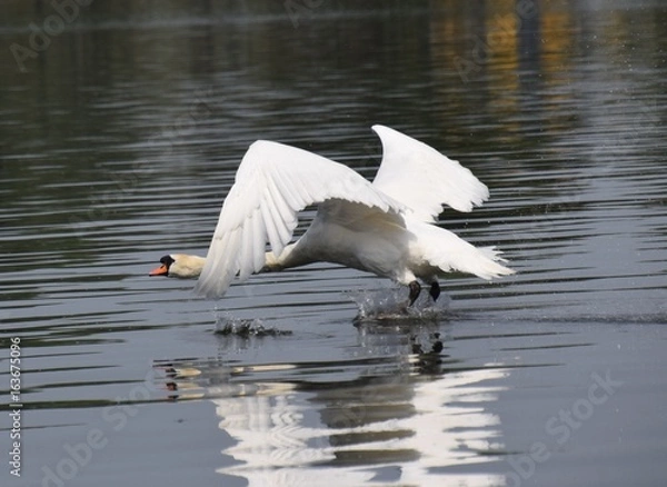 Obraz Cygne