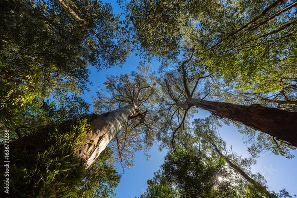 Fototapeta Looking up at towering eucalyptus trees in a lush forest near Melbourne, Victoria, Australia. The image captures the height and majesty of the native Australian landscape on a clear blue-sky day