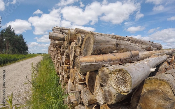 Obraz Wood stack in forrest