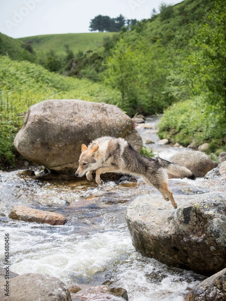 Fototapeta 4.5 months Czechoslovakian wolfdog puppy, in front of the waterfall in summer