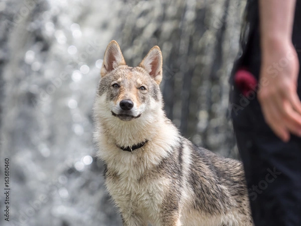 Obraz 4.5 months Czechoslovakian wolfdog puppy, in front of the waterfall in summer