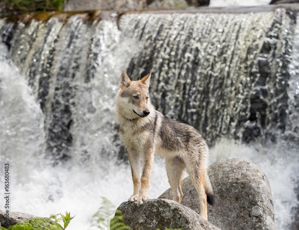 Obraz Czechoslovakian wolfdog puppy, in front of the waterfall in summer