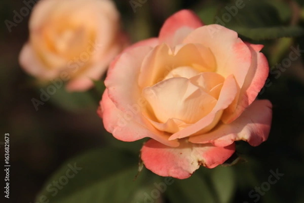 Obraz single orange rose